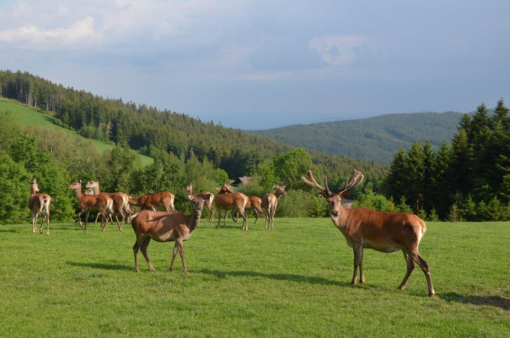 Wildwiesenhof Miesenbach  Bagian luar foto